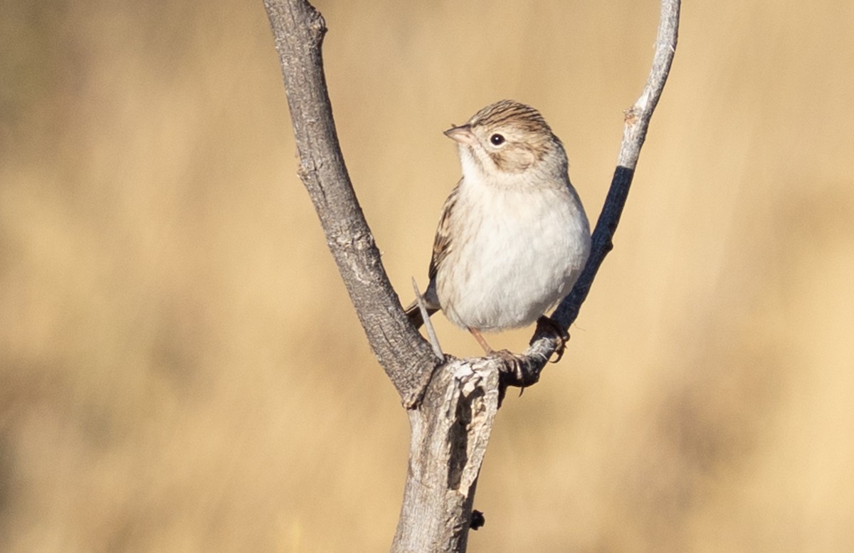 ブリューワーヒメドリ - ML645927932