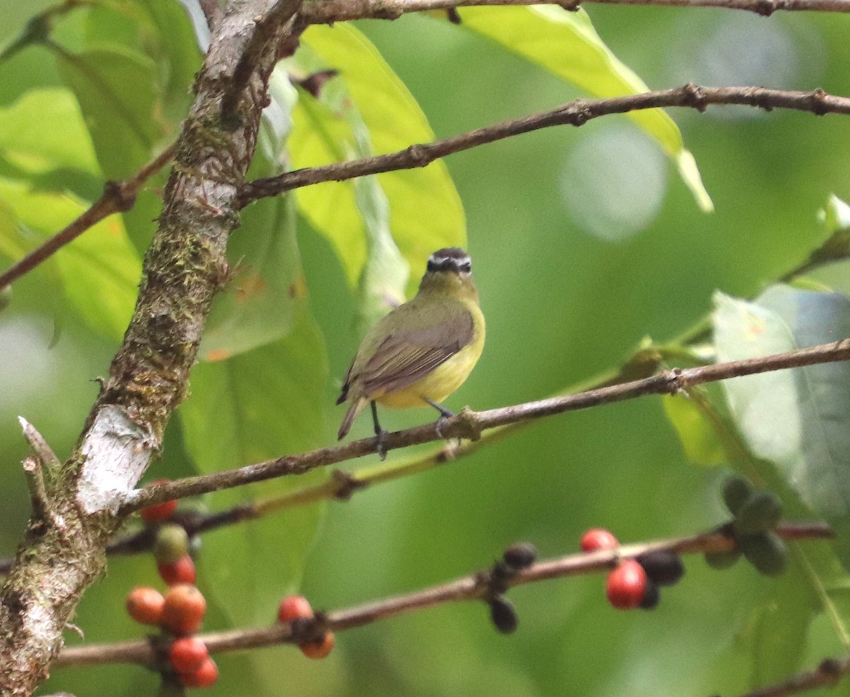 チャズキンコタイランチョウ - ML645927933