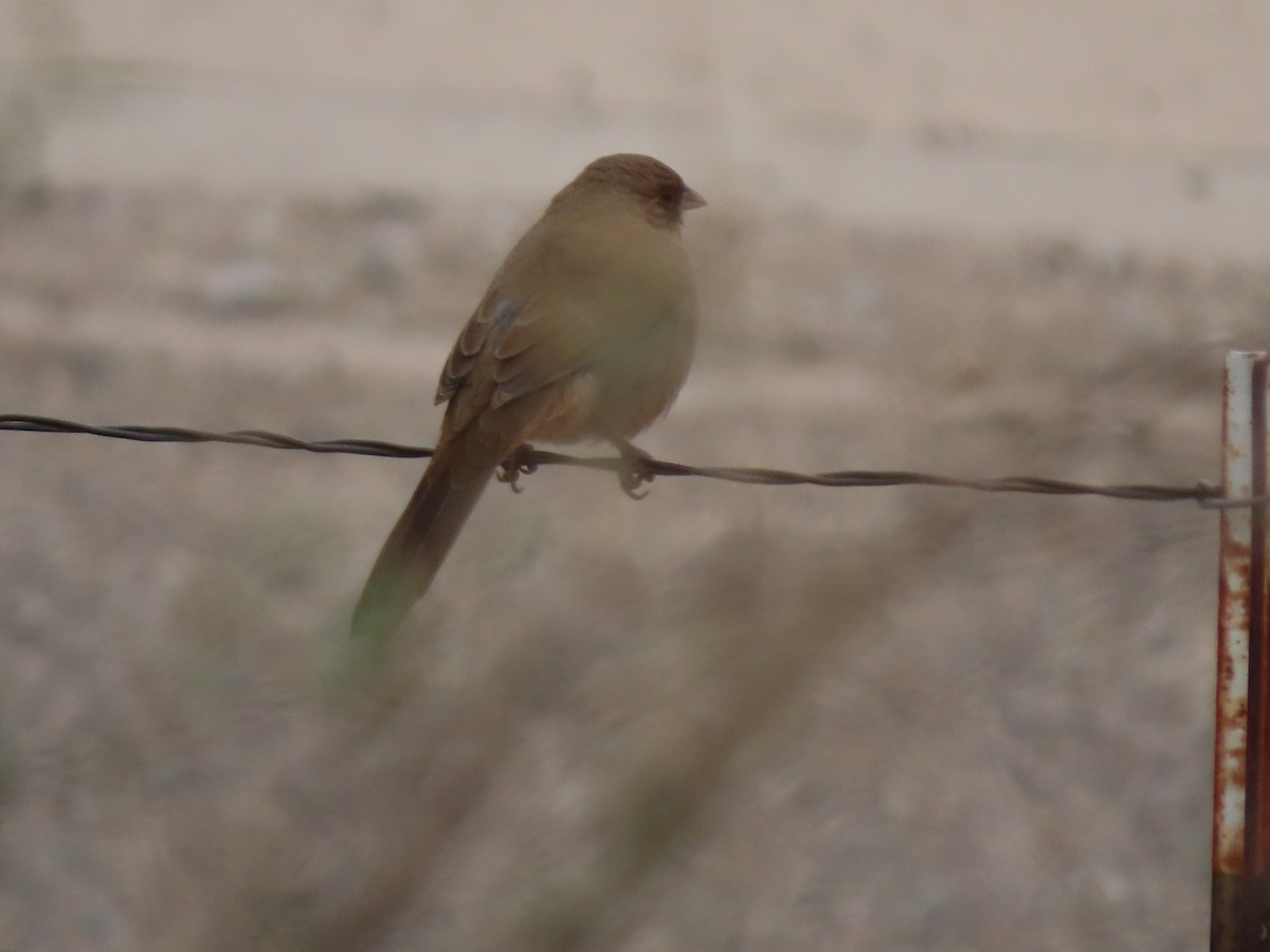 メグロトウヒチョウ - ML645927934