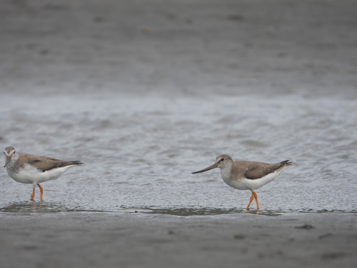 ソリハシシギ - ML645927935