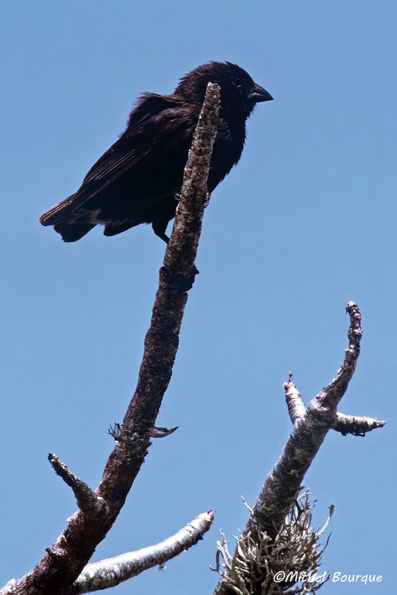 コガラパゴスフィンチ - ML645927936