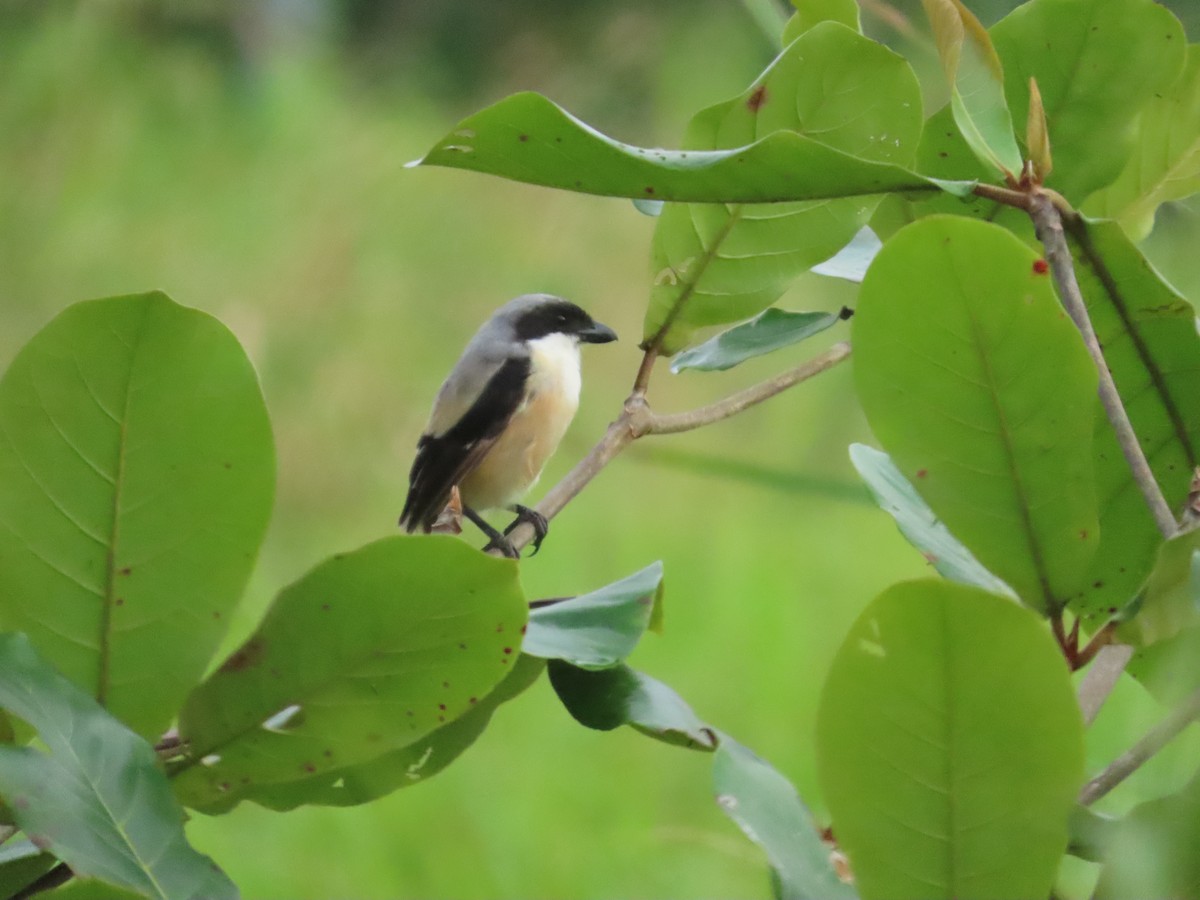 タカサゴモズ - ML645927939