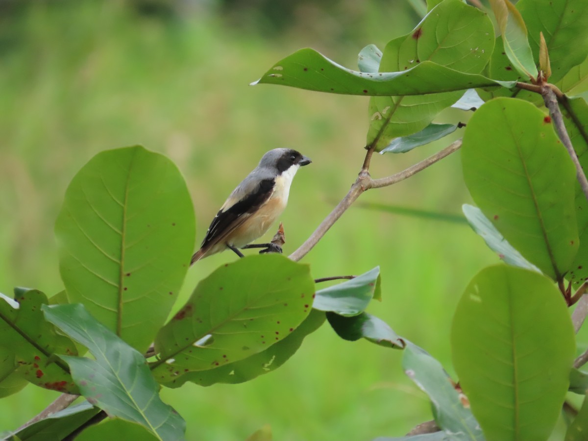 タカサゴモズ - ML645927940