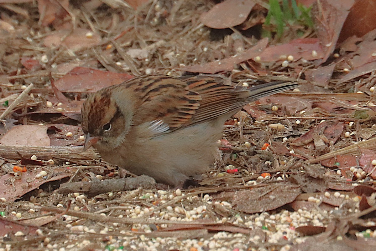 チャガシラヒメドリ - ML645927943