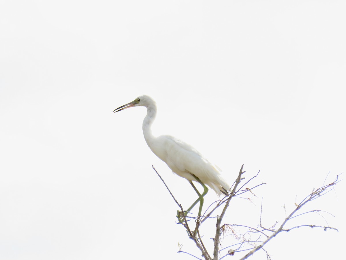 ヒメアカクロサギ - ML645927944