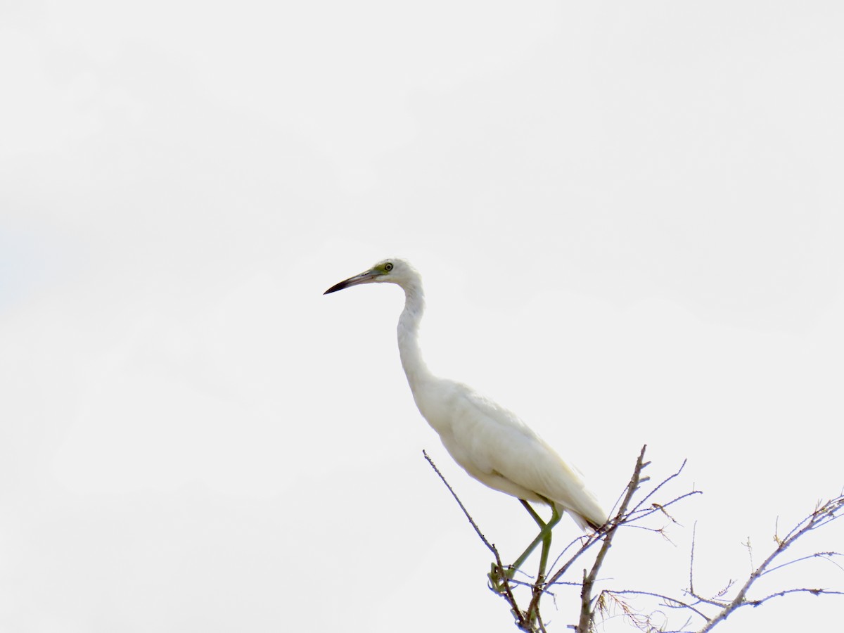 ヒメアカクロサギ - ML645927945