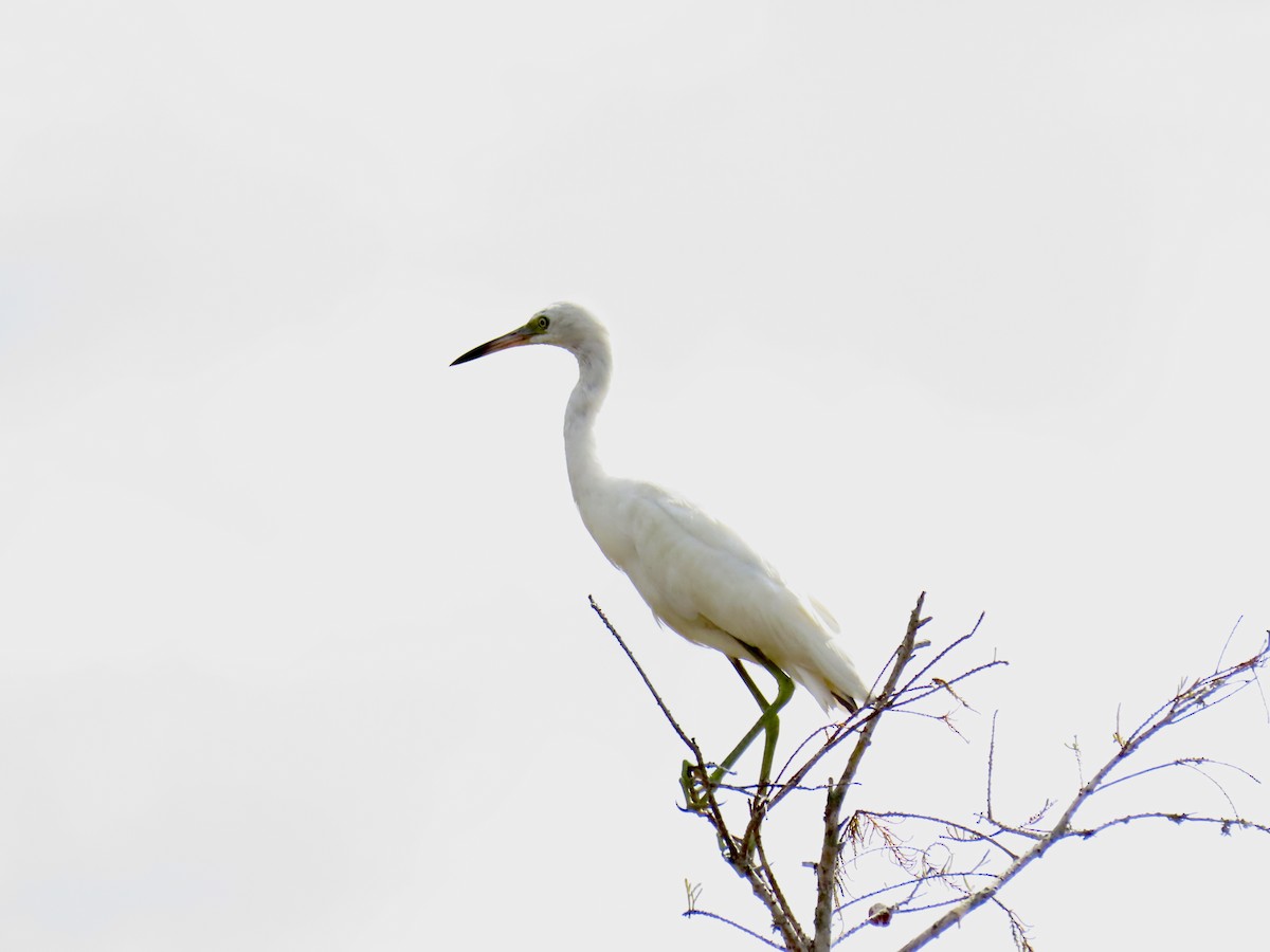 ヒメアカクロサギ - ML645927946