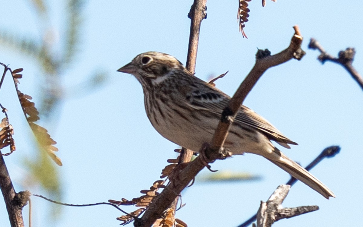 オジロヒメドリ - ML645927947