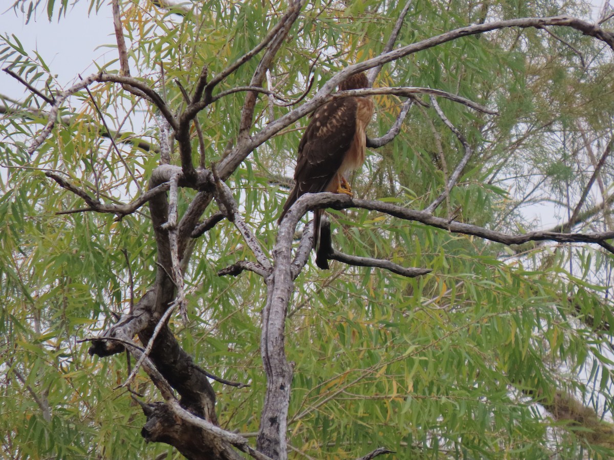 アカオノスリ - ML645927948