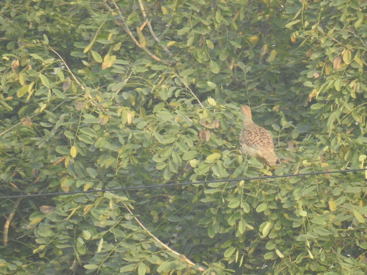 シマシャコ - ML645927949