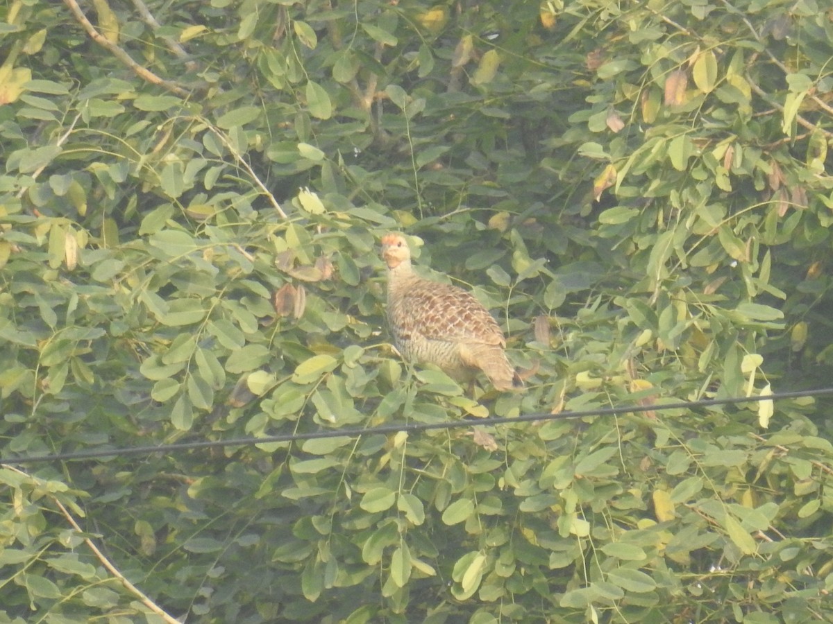 シマシャコ - ML645927950