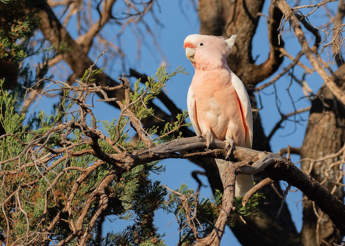fagerkakadu - ML645927958