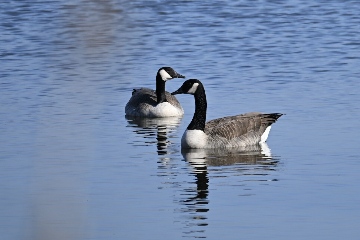 カナダガン - ML645927965