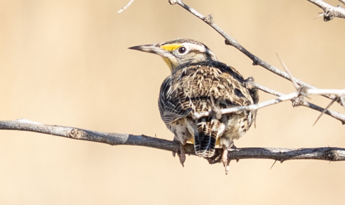 Chihuahuan Meadowlark - ML645927968