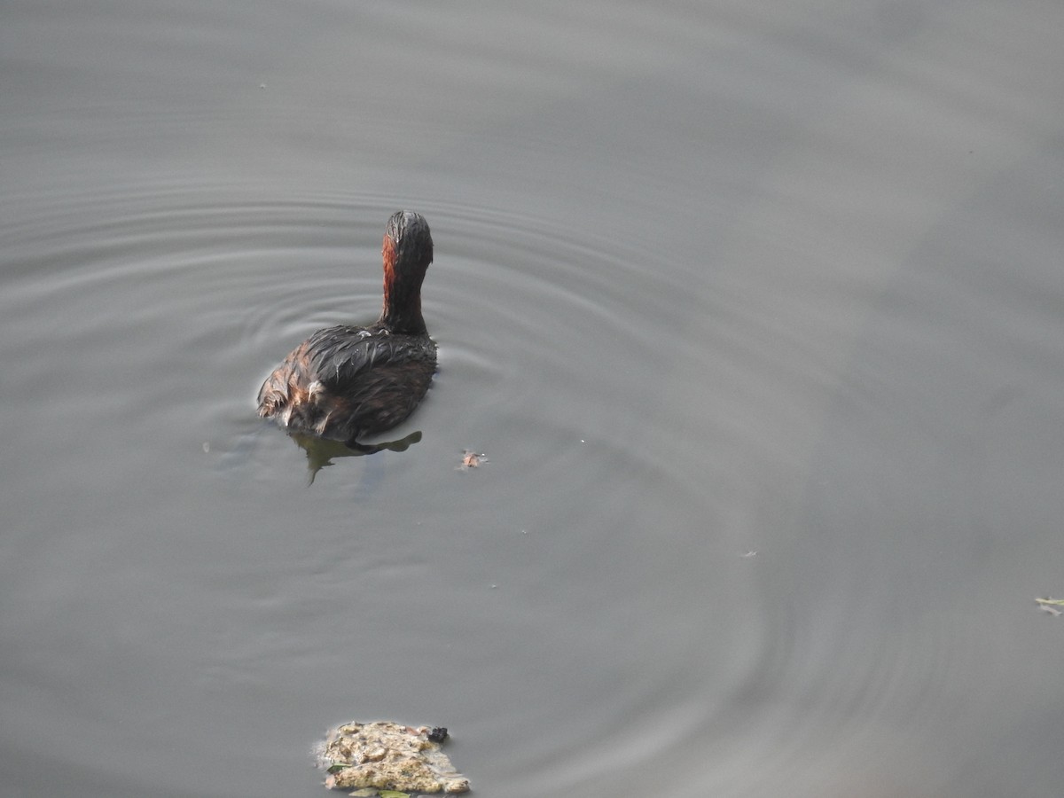 Little Grebe - ML645927969