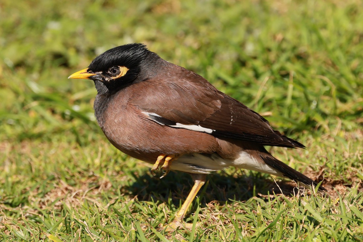 インドハッカ - ML645927970