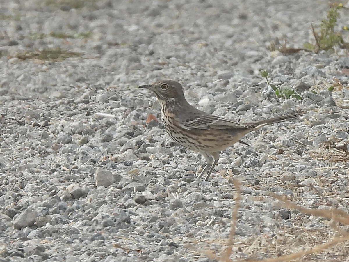 Sage Thrasher - ML645927971