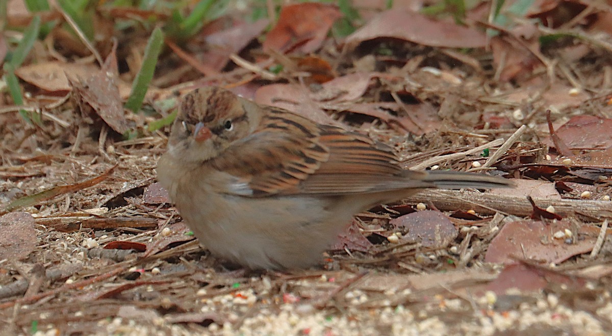 チャガシラヒメドリ - ML645927972