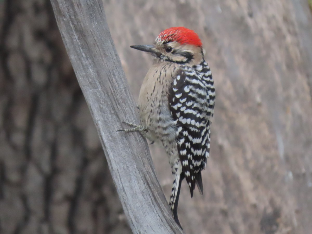 Ladder-backed Woodpecker - ML645927978