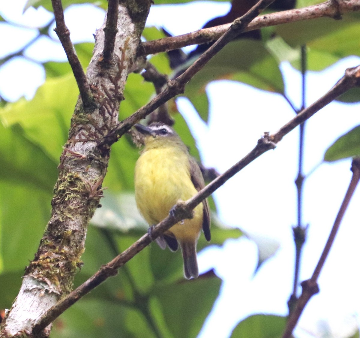 Brown-capped Tyrannulet - ML645927987