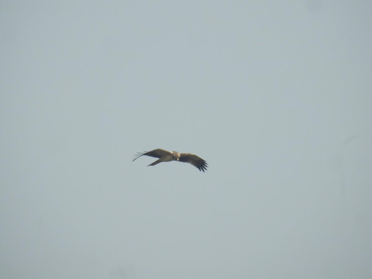 Booted Eagle - ML645927990