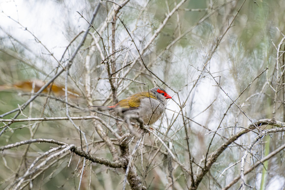 Red-browed Firetail - ML645927991