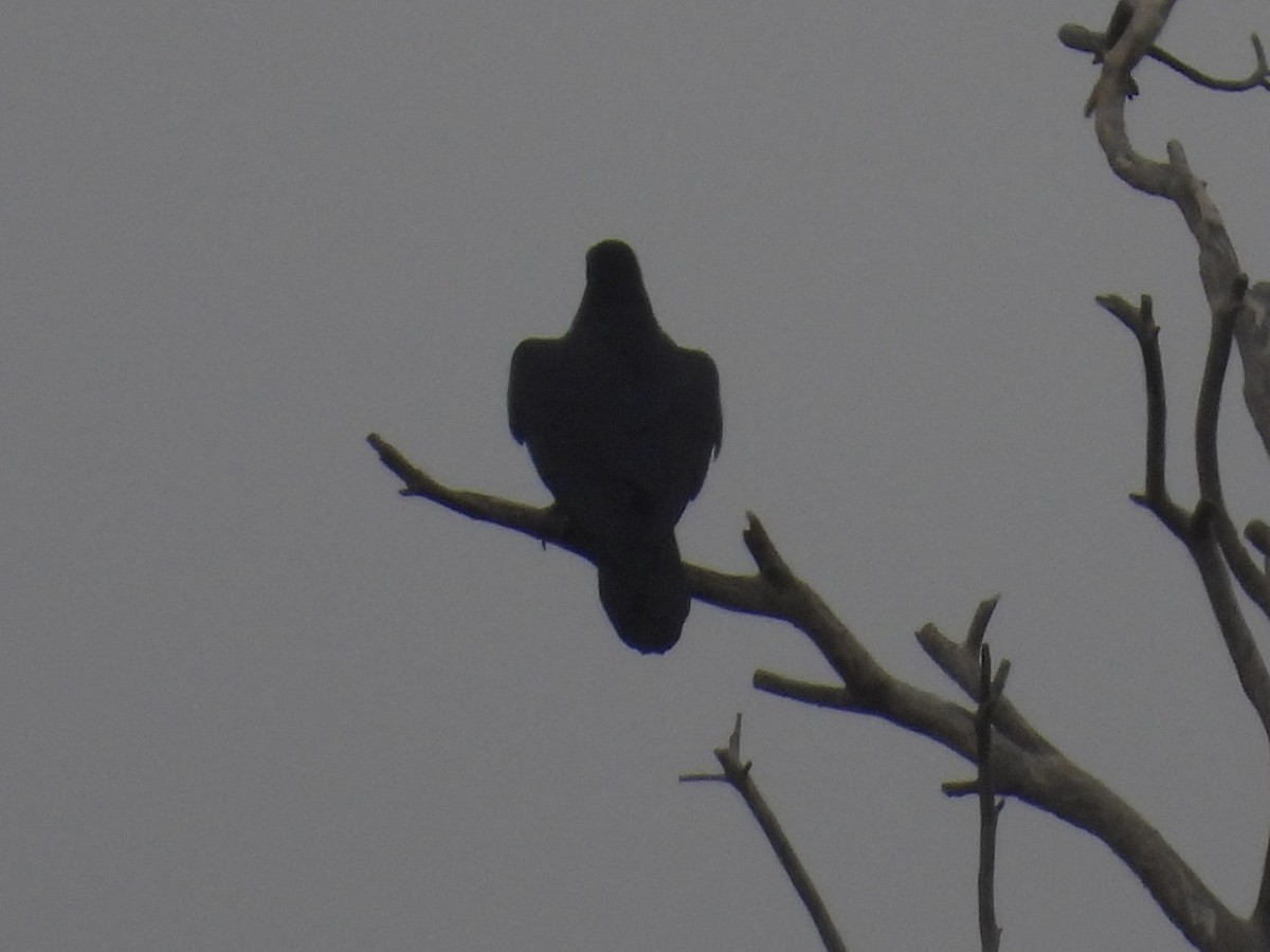 Kolkrabe - ML645927992