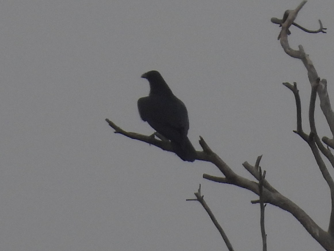 Kolkrabe - ML645927993