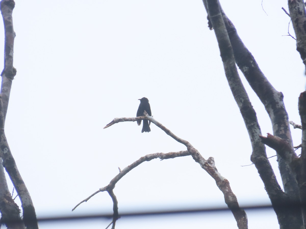 Square-tailed Drongo-Cuckoo - ML645927999