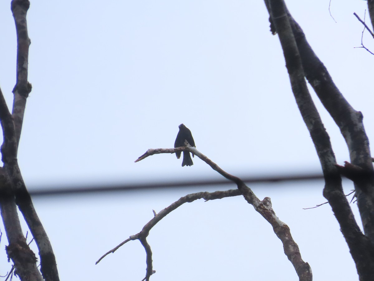 Square-tailed Drongo-Cuckoo - ML645928000