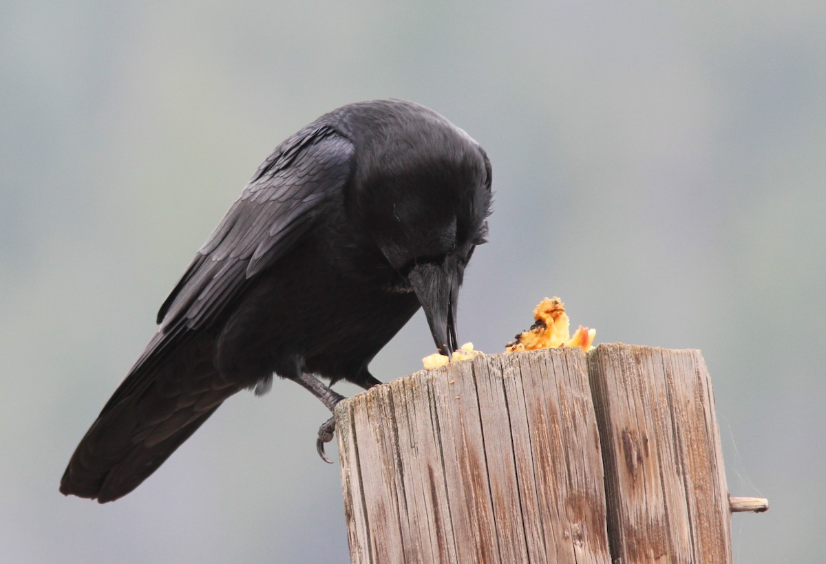 Kolkrabe - ML645928002