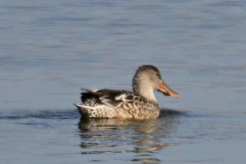 Mestolone - ML645928010