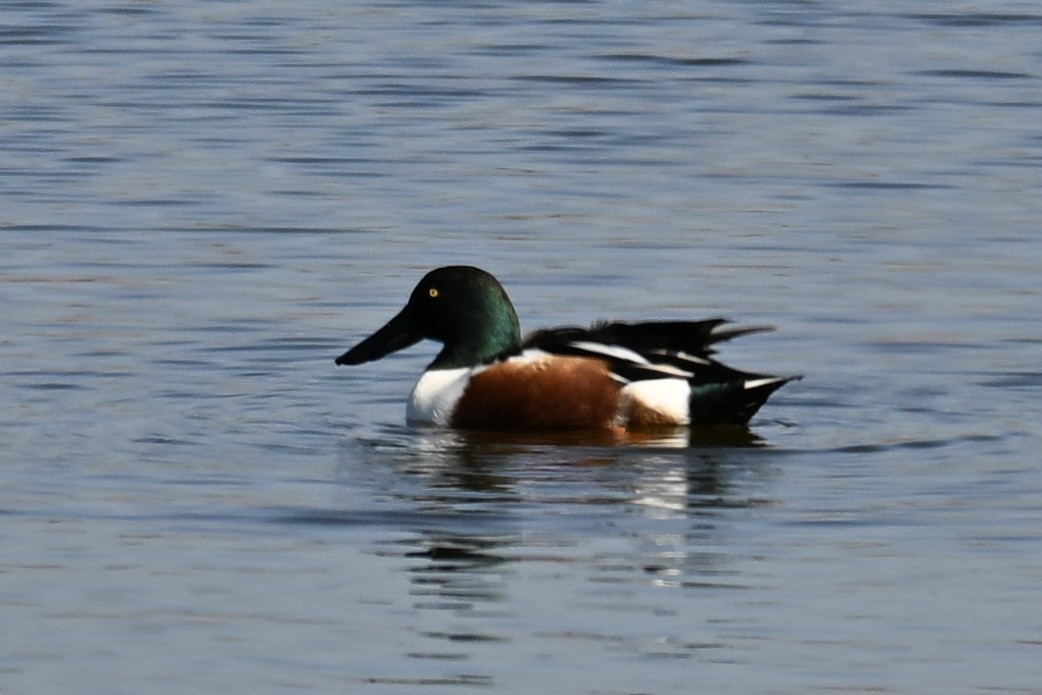 Mestolone - ML645928011