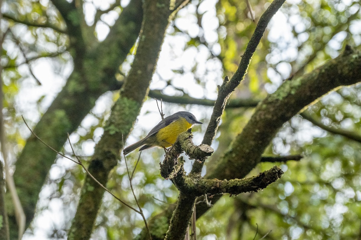 gulbrystflueskvett - ML645928015