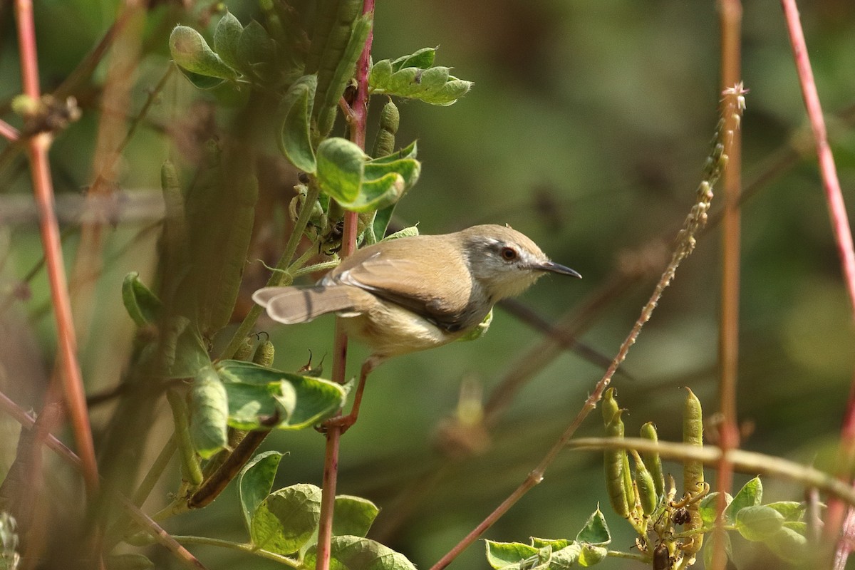 Plain Prinia - ML645928016