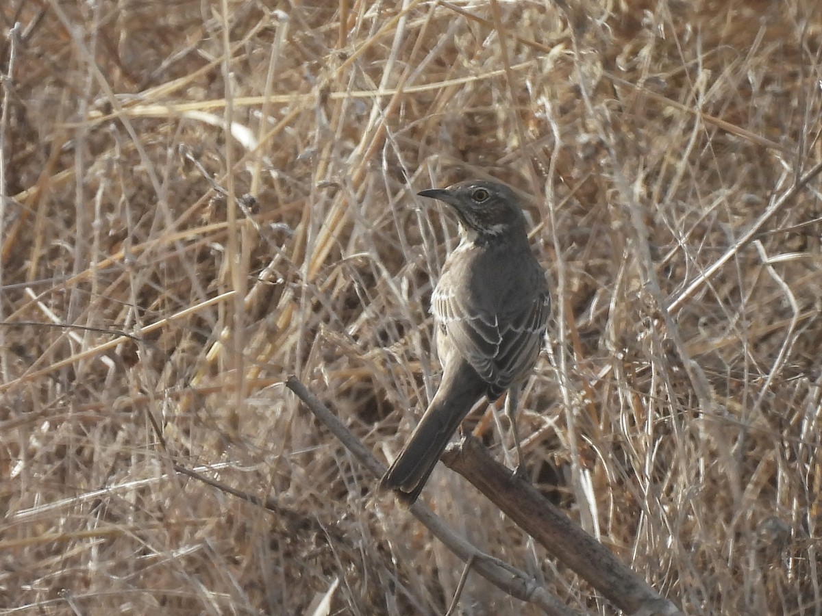 Sage Thrasher - ML645928017