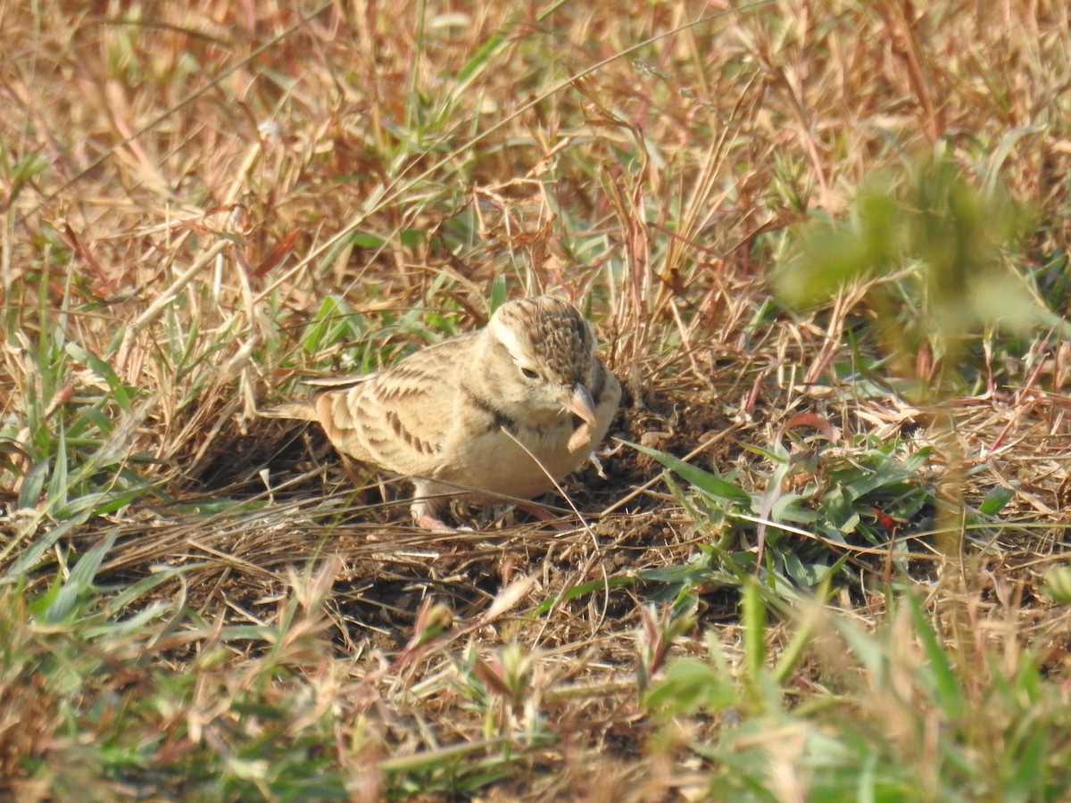Mongolian Short-toed Lark - ML645928018