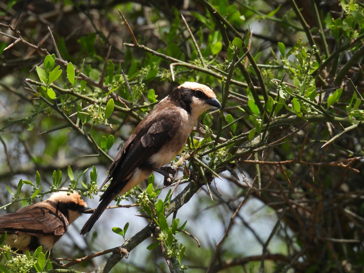 White-rumped Shrike - ML645928020