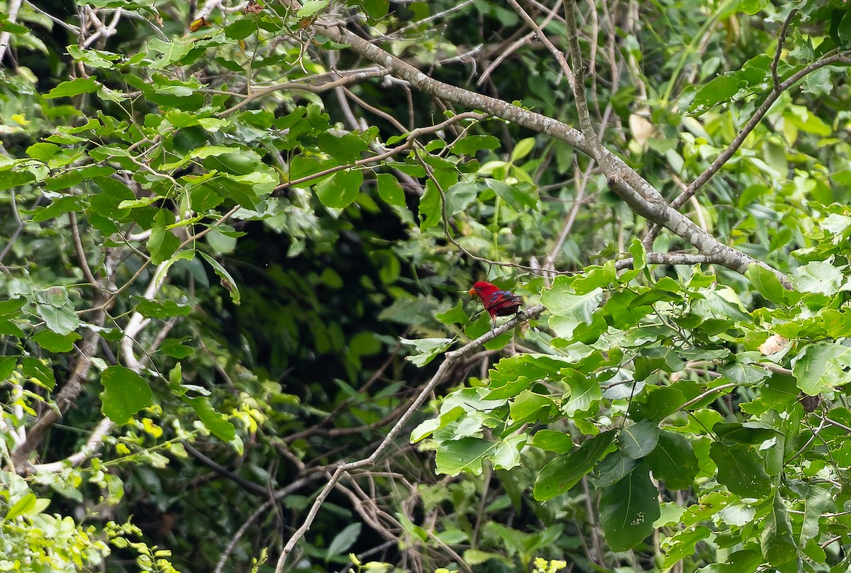 Red Lory - ML645928022