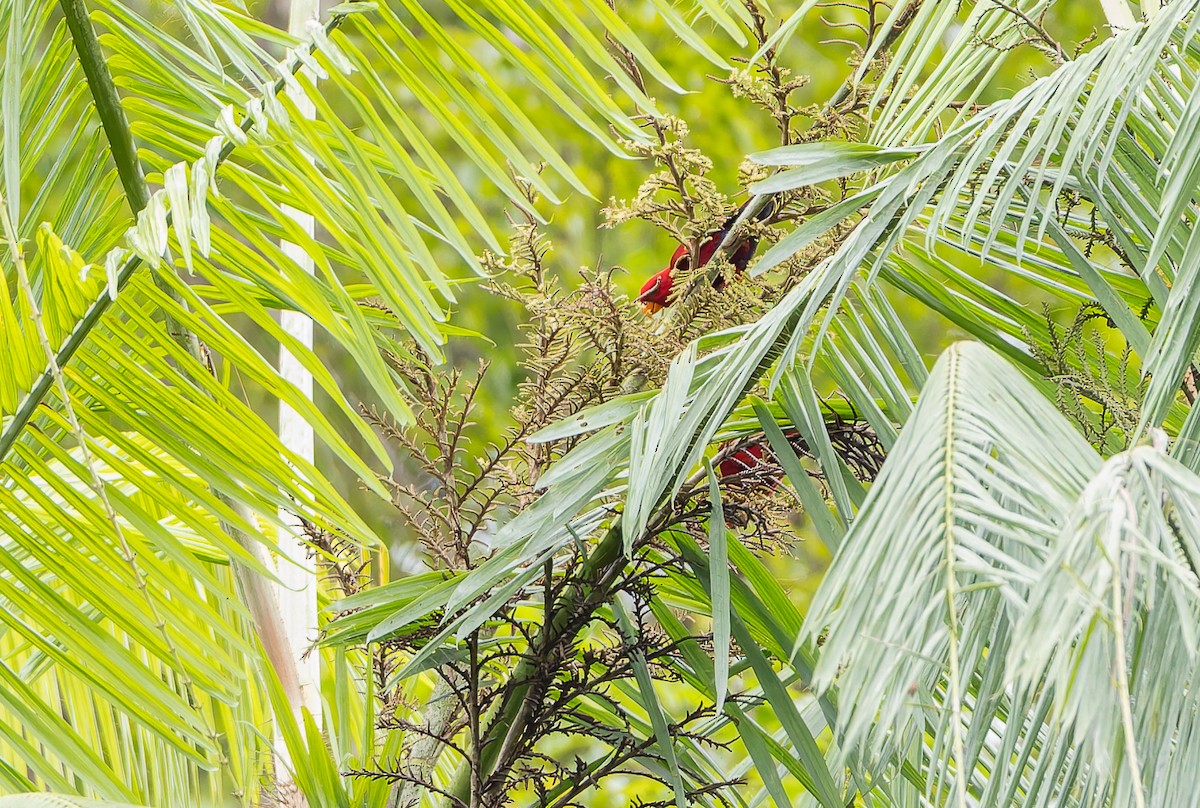Red Lory - ML645928023