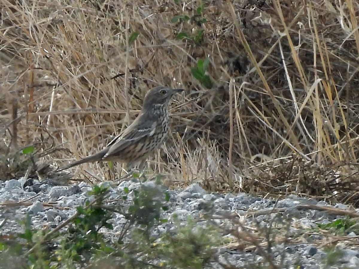 Sage Thrasher - ML645928024