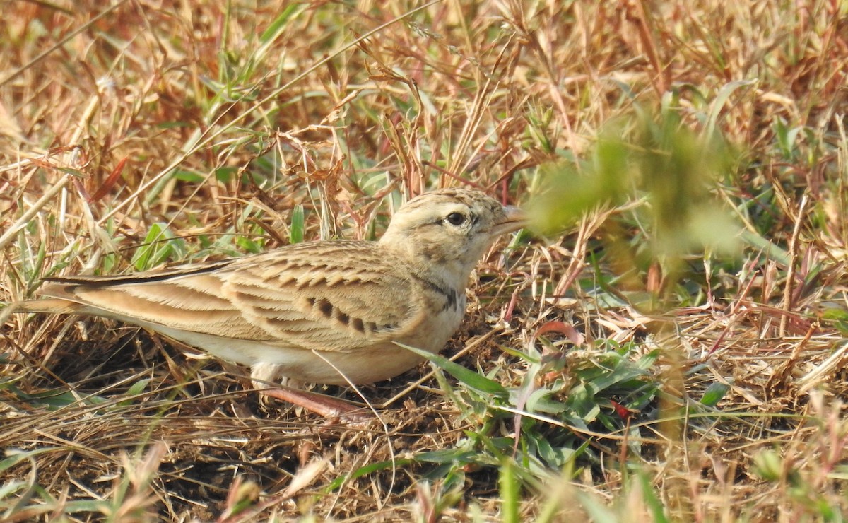 Mongolian Short-toed Lark - ML645928026
