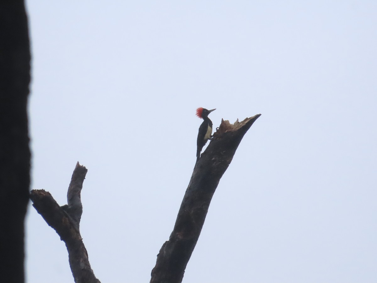 White-bellied Woodpecker - ML645928028