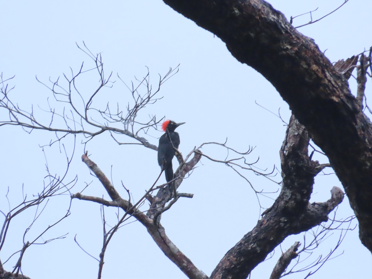 White-bellied Woodpecker - ML645928029