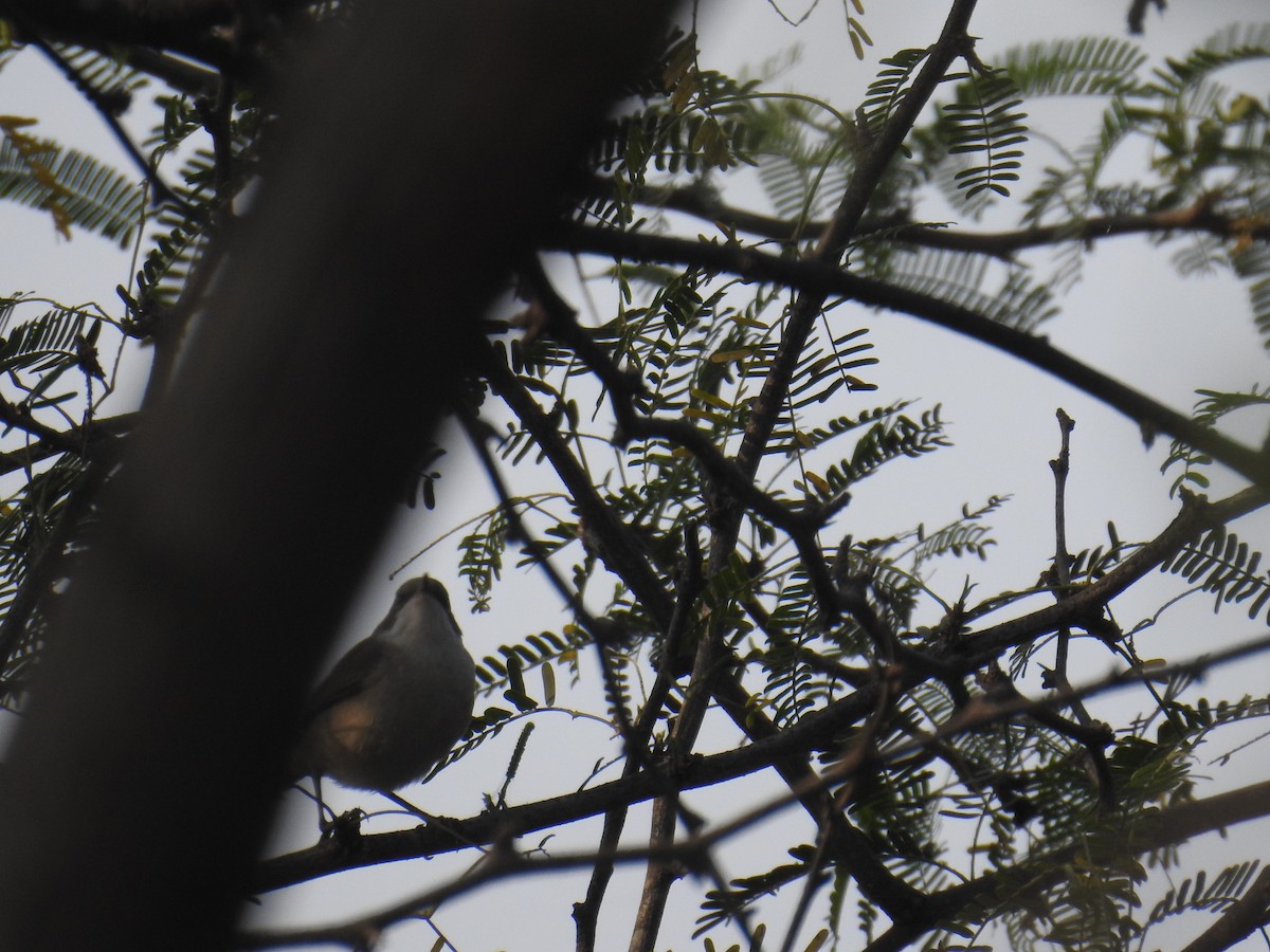 Lesser Whitethroat - ML645928033