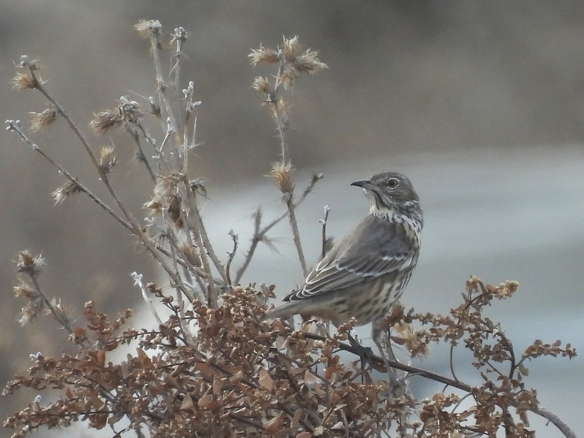 Sage Thrasher - ML645928035