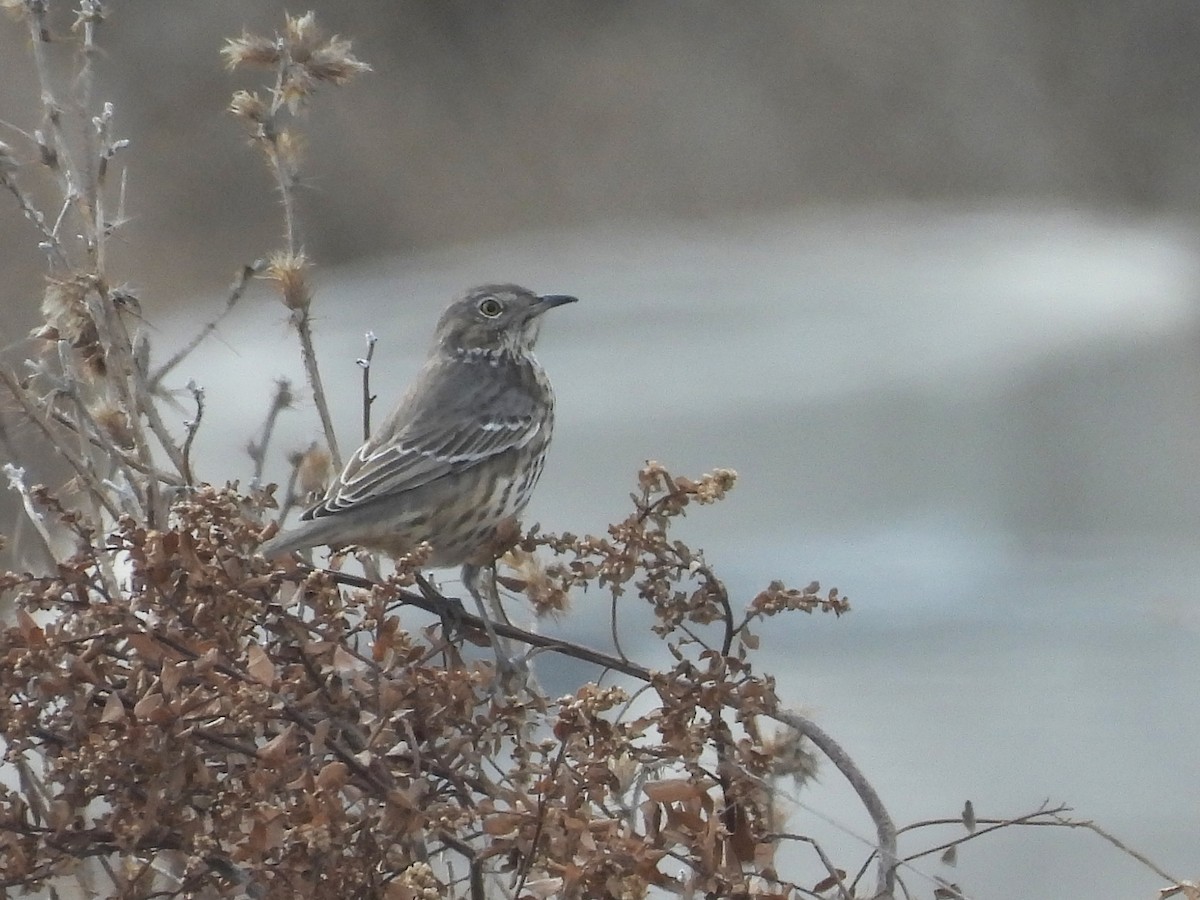 Sage Thrasher - ML645928037