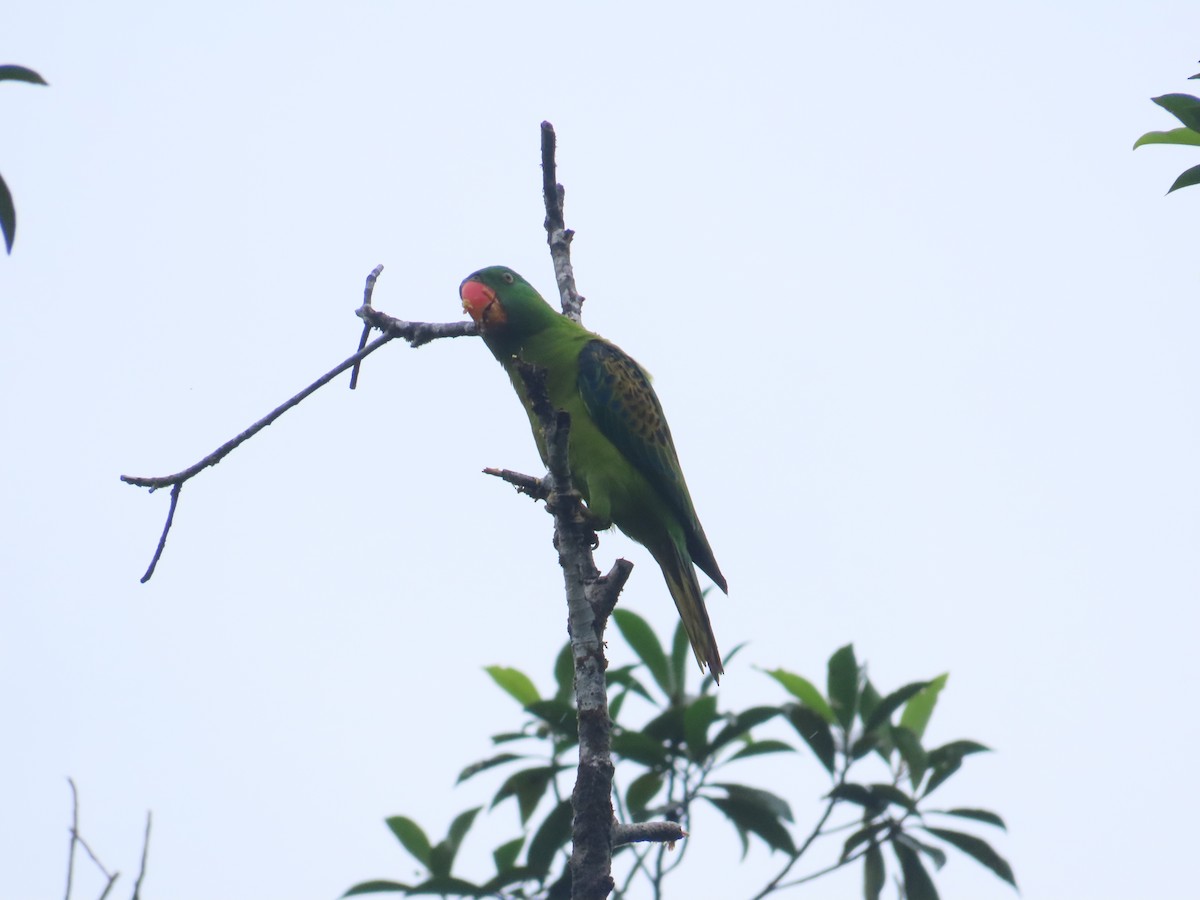 Blue-naped Parrot - ML645928039