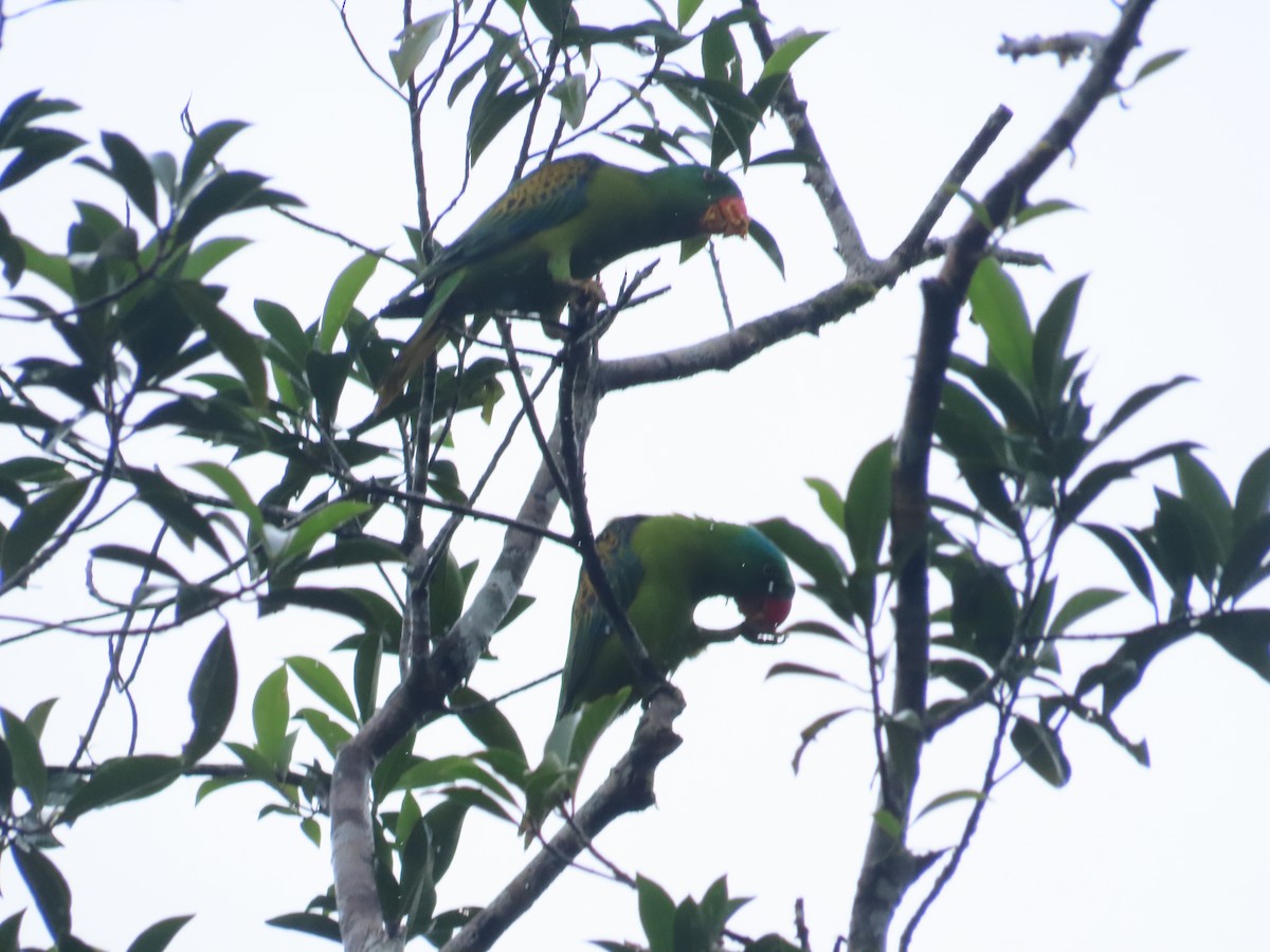Blue-naped Parrot - ML645928040