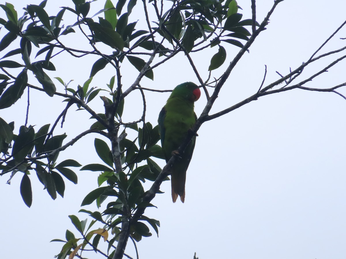 Blue-naped Parrot - ML645928041